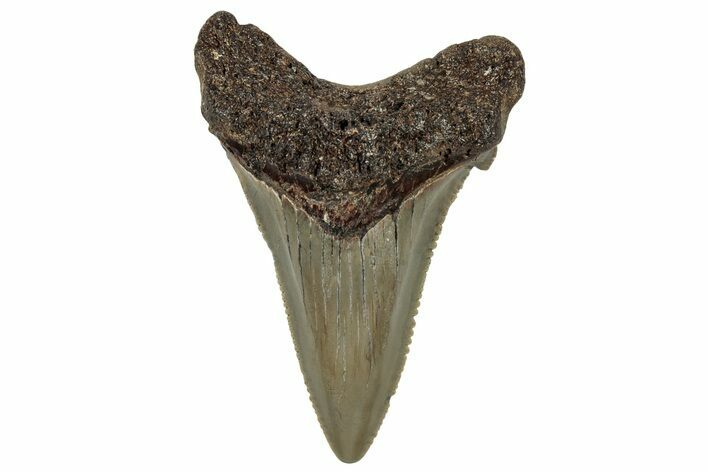 Serrated Angustidens Tooth - Megalodon Ancestor #302050